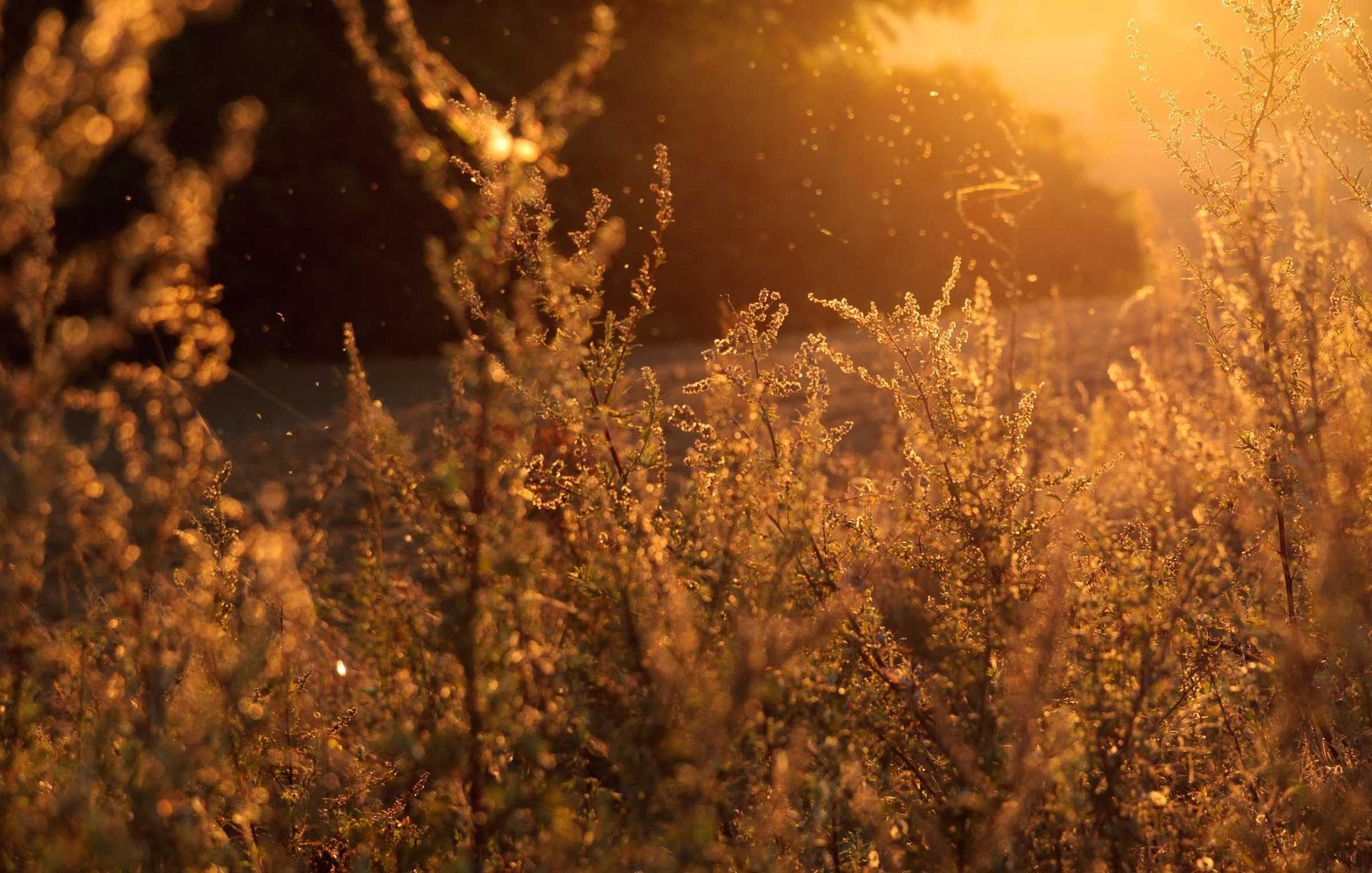 Low evening sun through tall grass at the edge of a yard