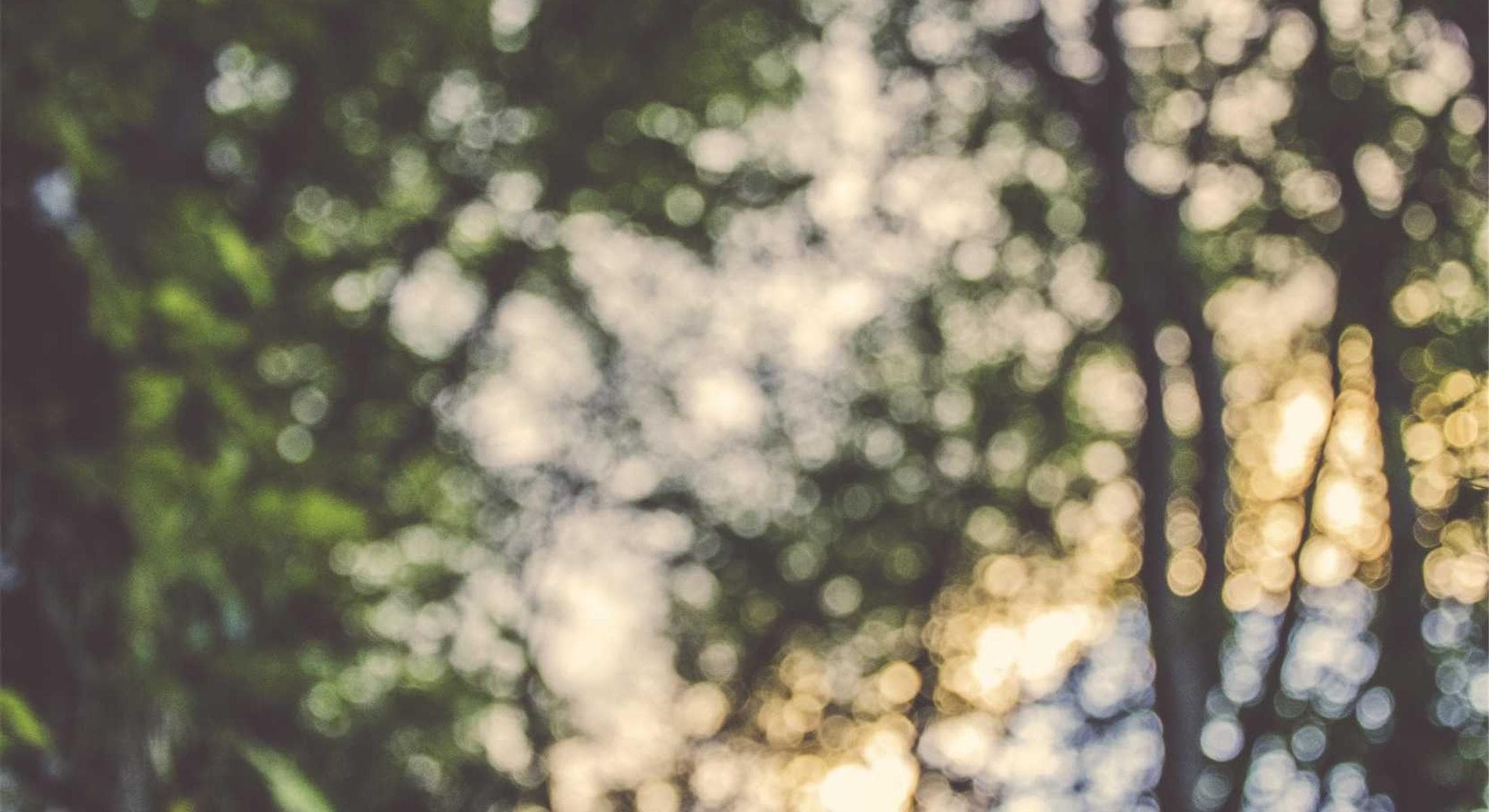 Warm sun breaking through green leaves