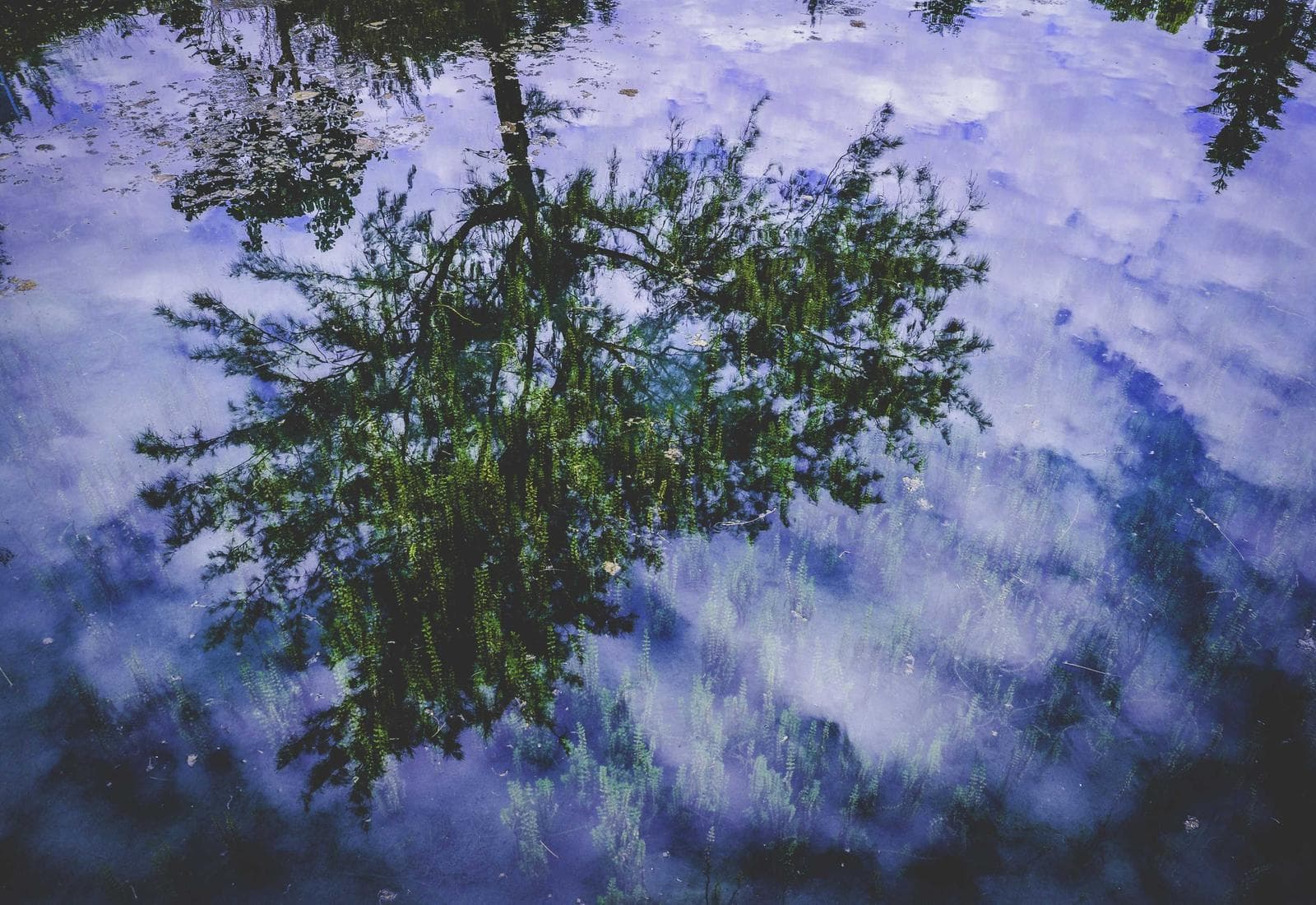 Standing water pooled across a yard after rain